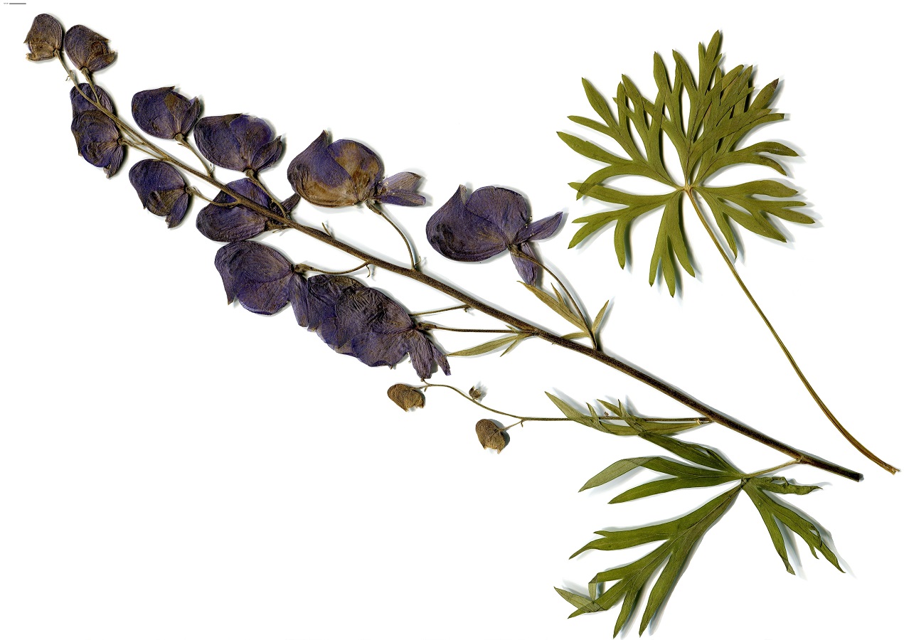 Aconitum napellus subsp. napellus (Ranunculaceae)